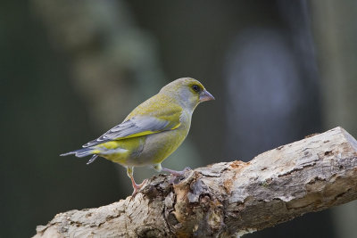 Greenfinch