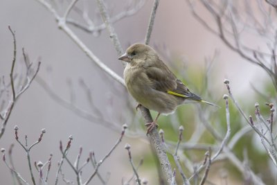 Greenfinch