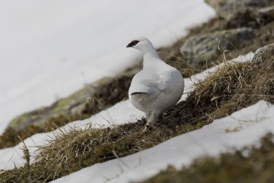 Ptarmigan