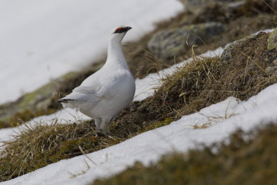 Ptarmigan