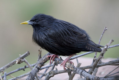 Black Starling