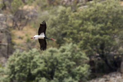 Black Stork