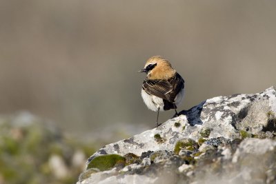 Black-eared Wheatear
