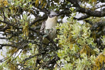 Great Spotted Cuckoo