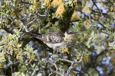 Great Spotted Cuckoo