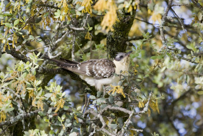 Great Spotted Cuckoo
