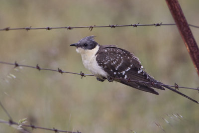 Great Spotted Cuckoo