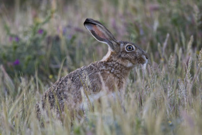 Hare
