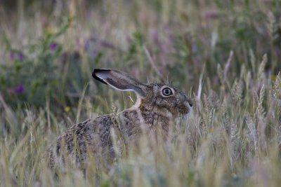 Hare