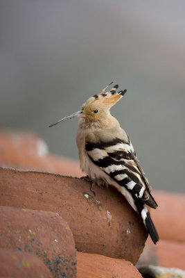 Hoopoe