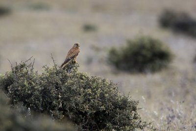 Kestrel