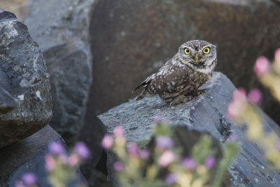 Little Owl