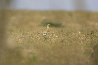 Pin-tailed Sandgrouse