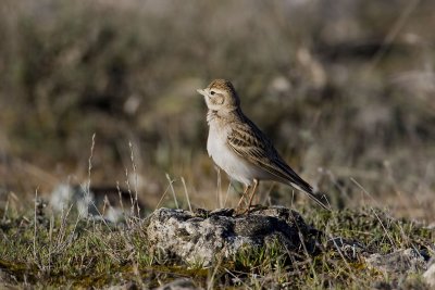 Short-toed Lark