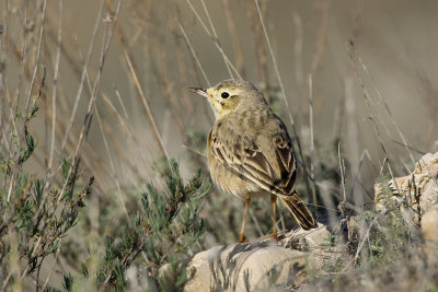 Tawny Pipit