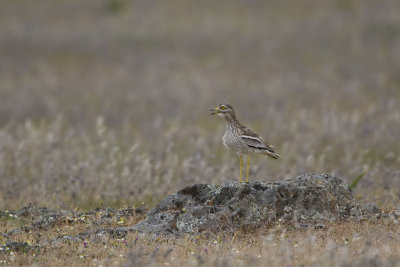 Thick-knee