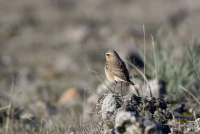 Wheatear