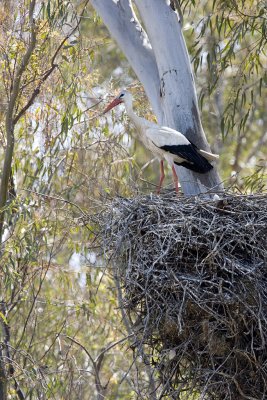 White Stork