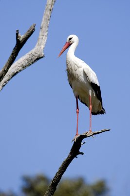 White Stork