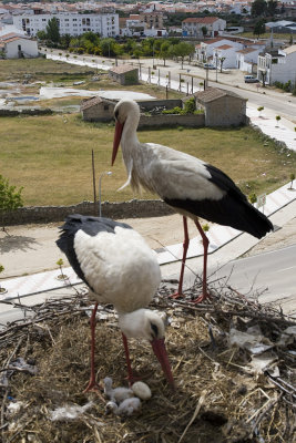 White Stork