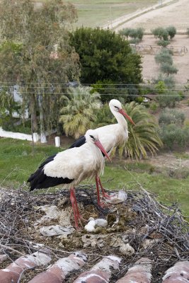 White Stork