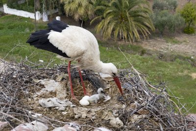 White Stork