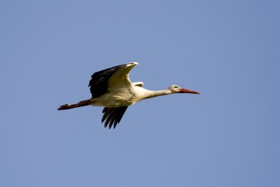 White Stork