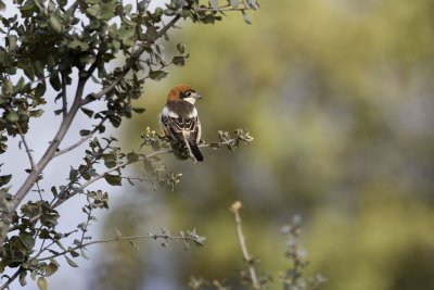 Woodchat Shrike