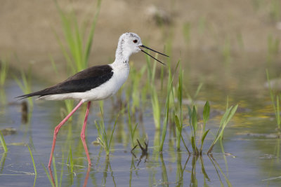 Black-winged Stilt