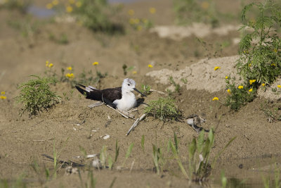 Black-winged Stilt