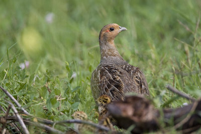 Grey Partridge