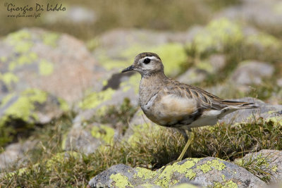 Dotterel