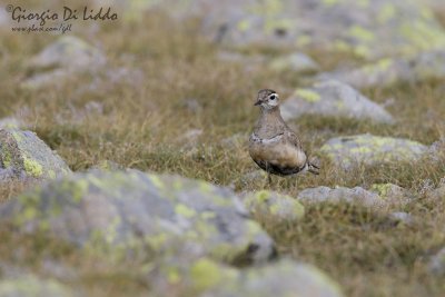 Dotterel