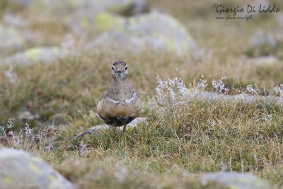 Dotterel