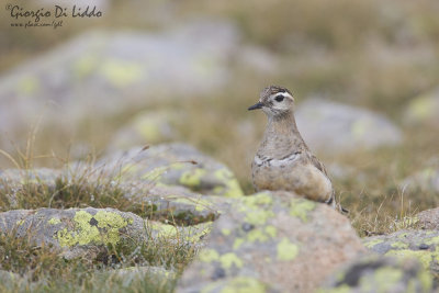 Dotterel