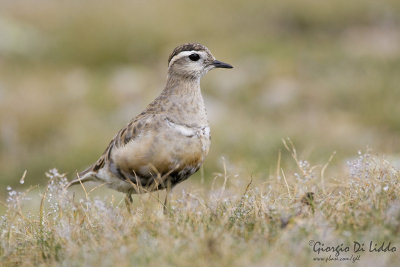 Dotterel