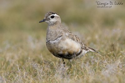 Dotterel
