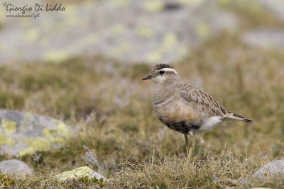 Dotterel