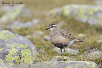 Dotterel