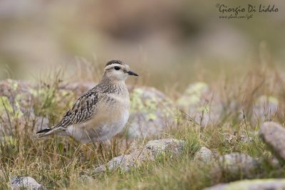 Dotterel