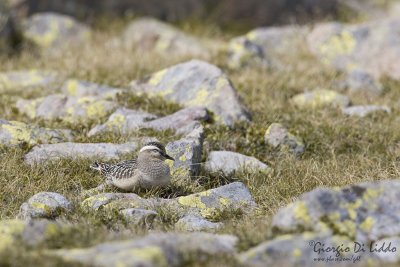 Dotterel