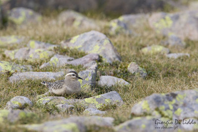 Dotterel