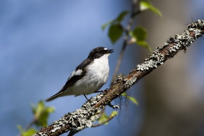 Pied Flycatcher