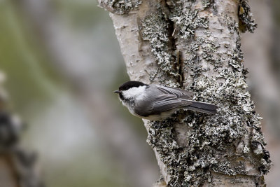 Willow Tit
