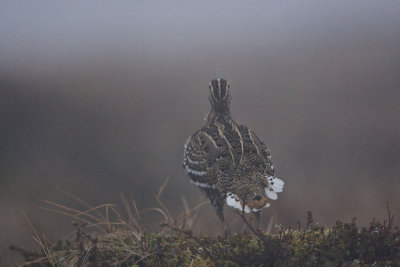 Great Snipe