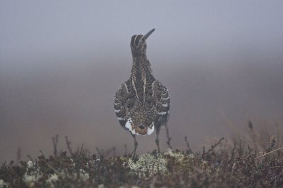 Great Snipe