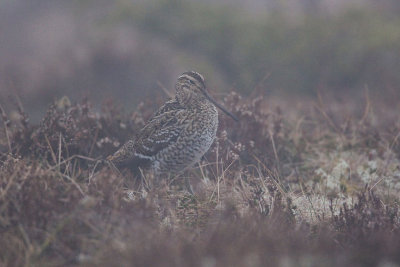 Great Snipe