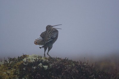 Great Snipe