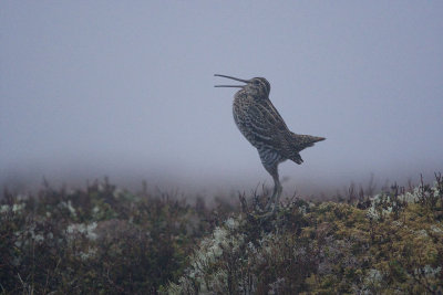 Great Snipe