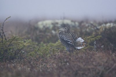 Great Snipe